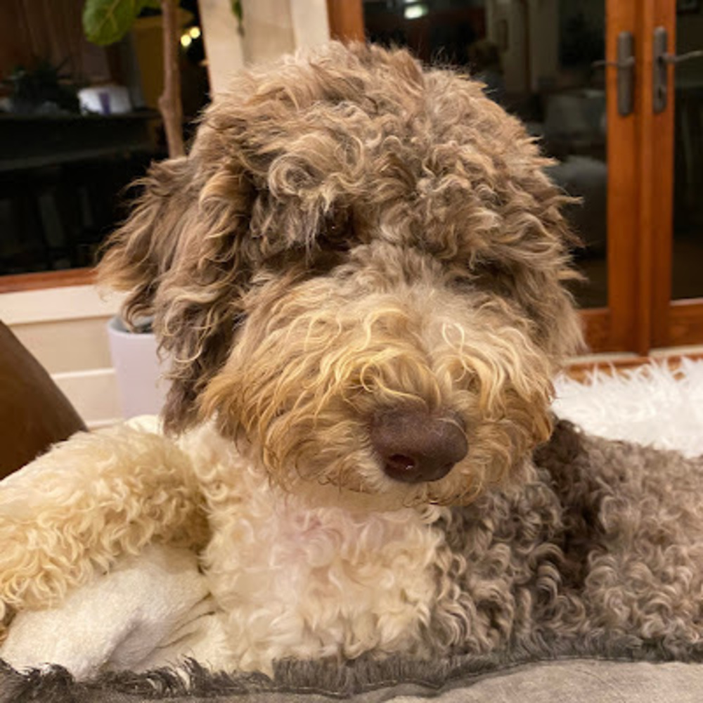 Meet your Posher, Ann